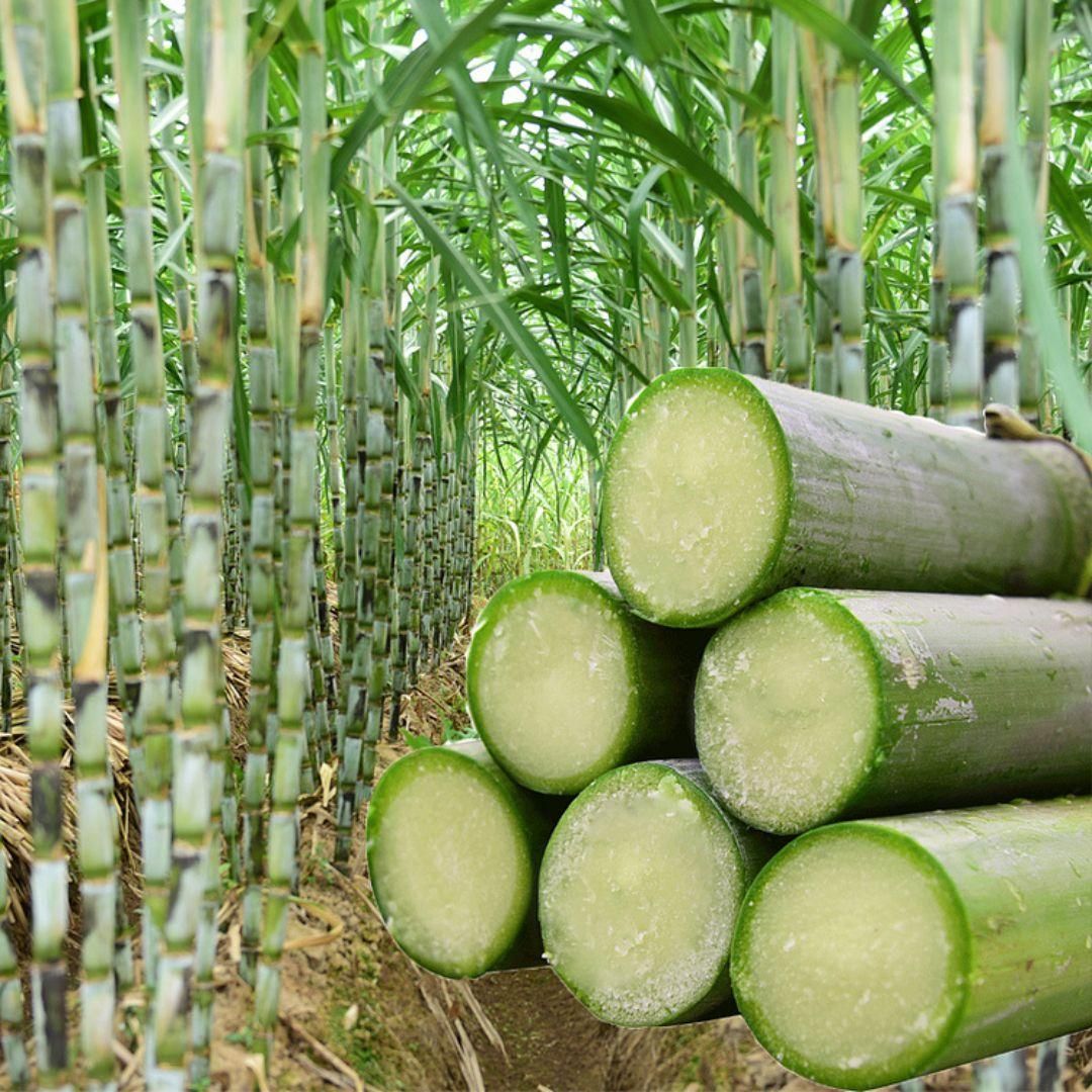 Sugar Cane Crop Seeds